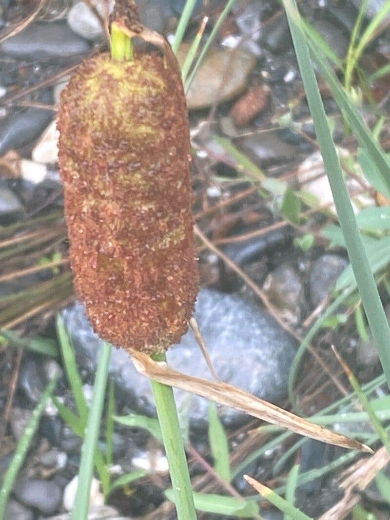 Typha minima