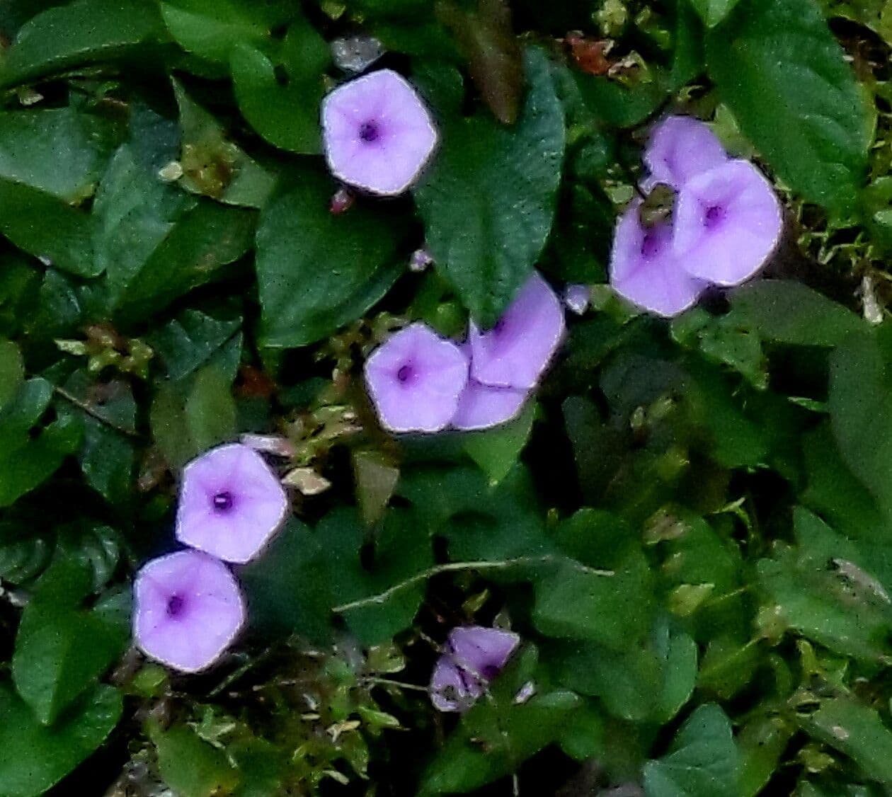 Ipomoea tiliacea