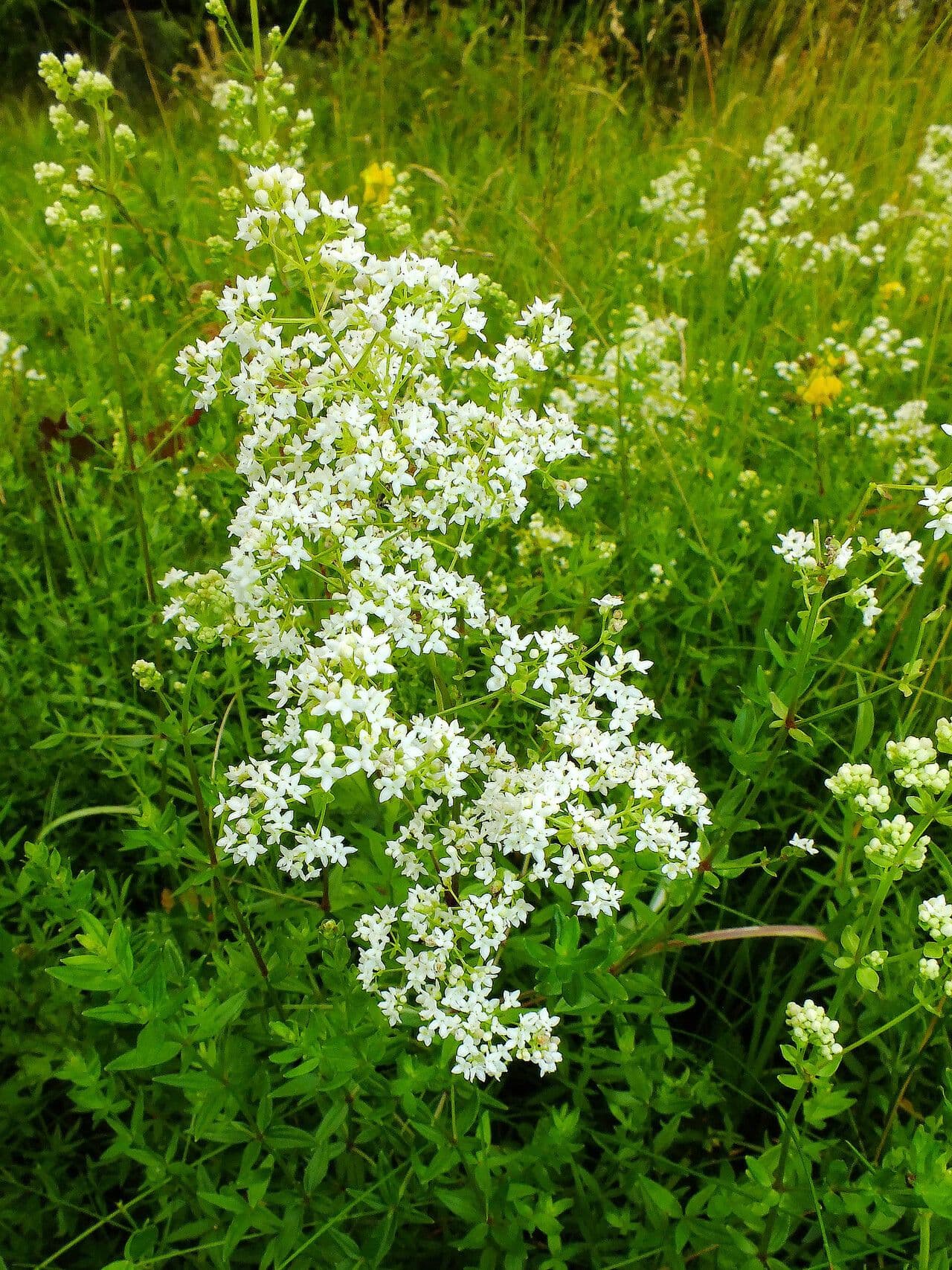 Galium boreale