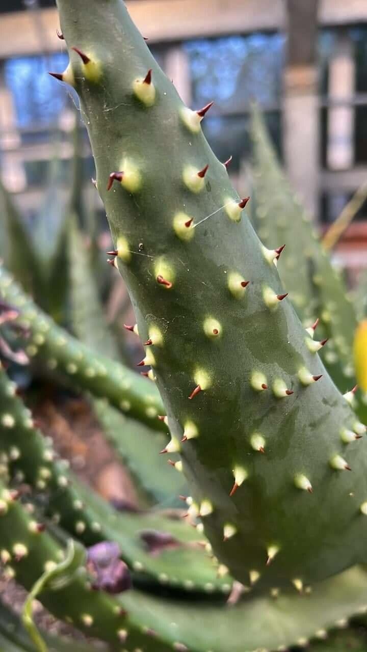 Aloe aculeata