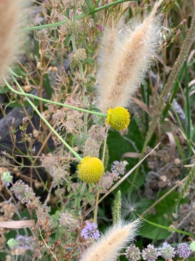 Helenium puberulum