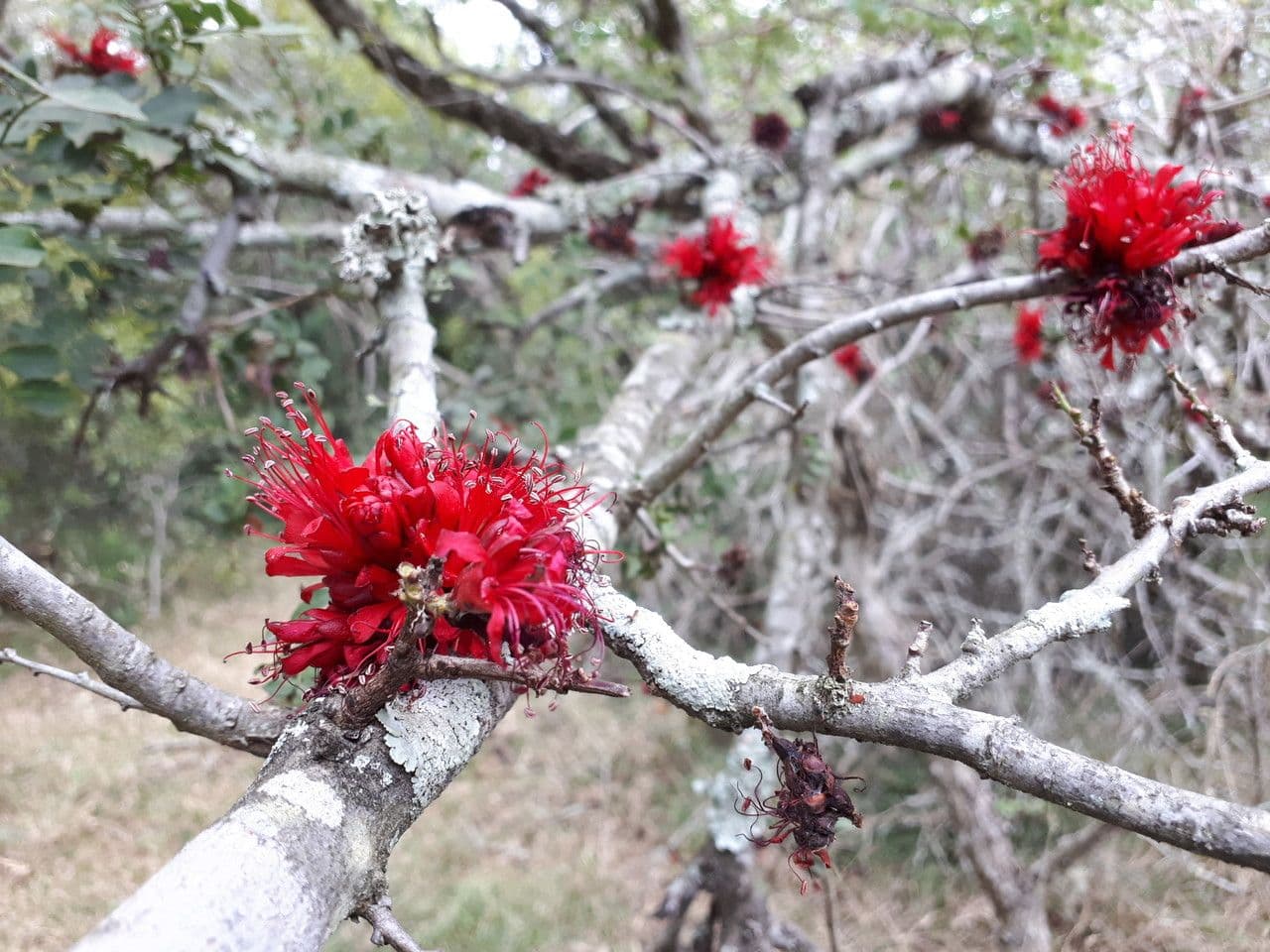 Schotia capitata