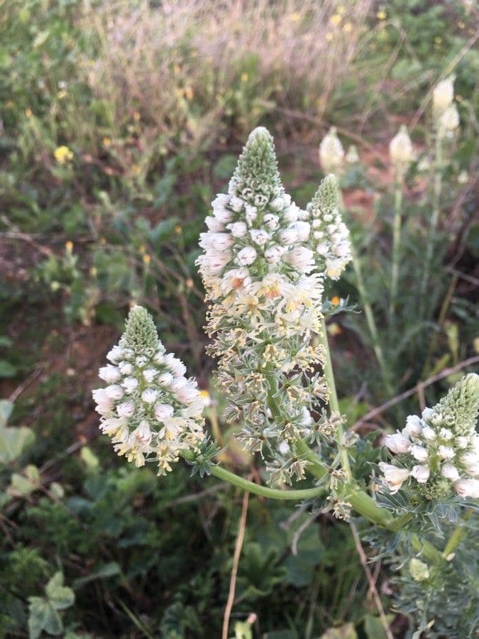 Reseda alba