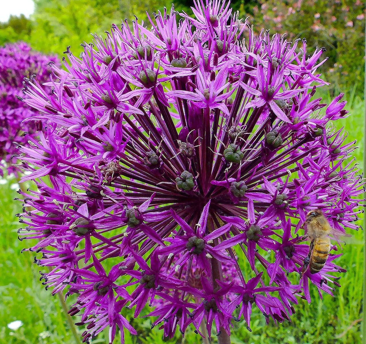 Allium giganteum