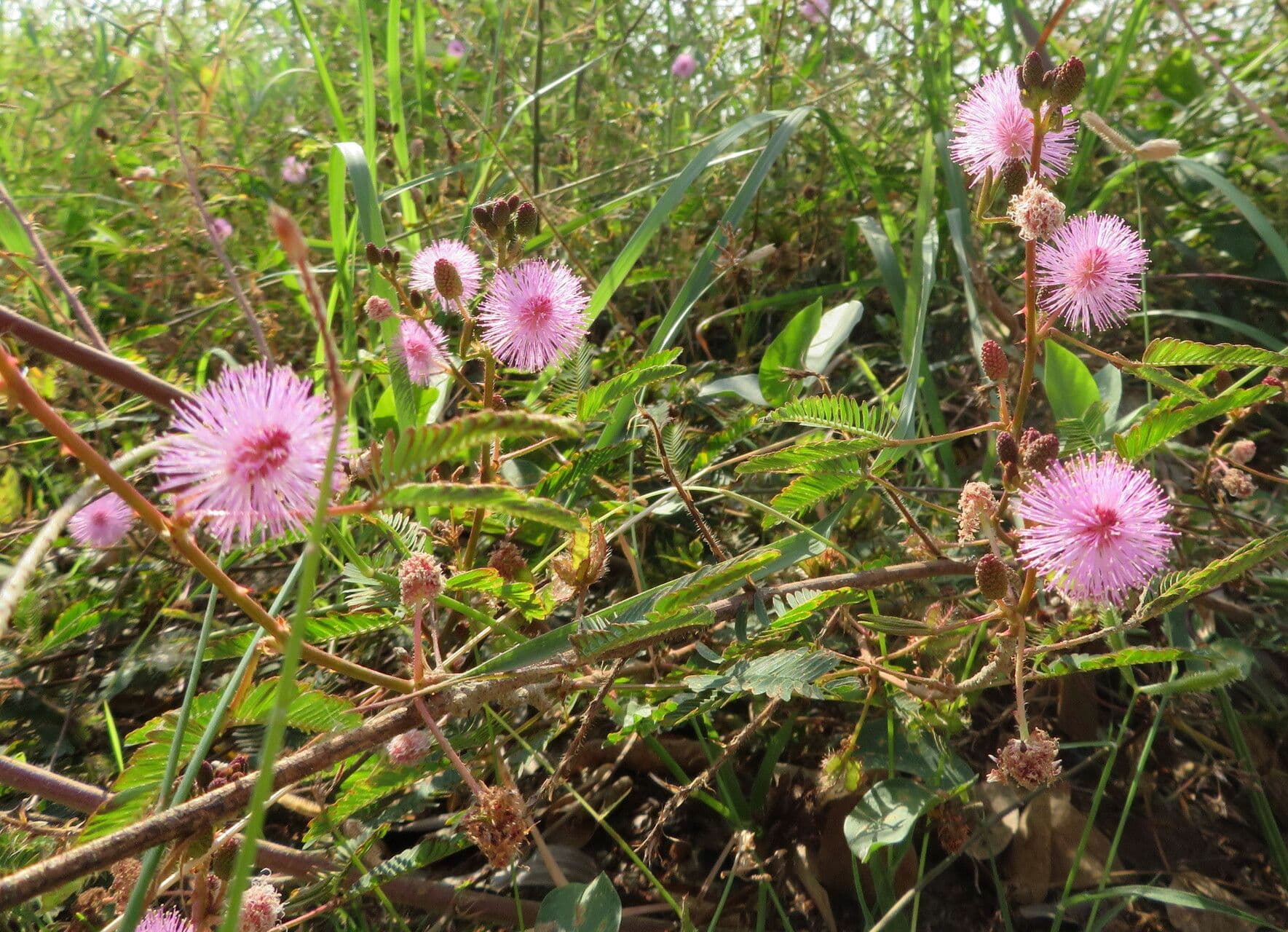 Mimosa pudica