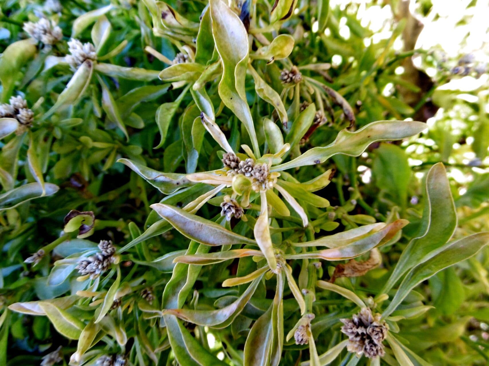 Alternanthera bettzickiana