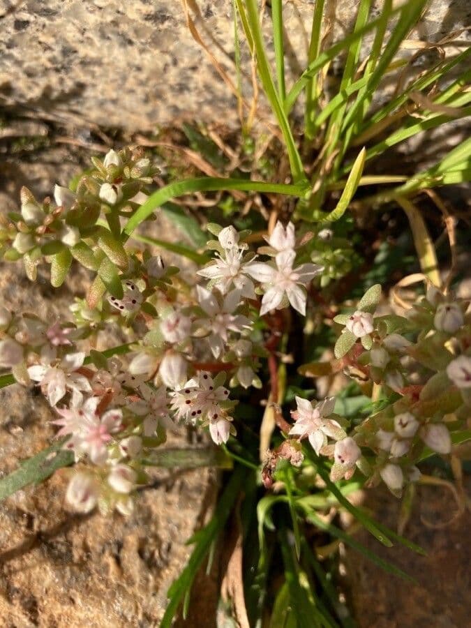 Sedum anglicum