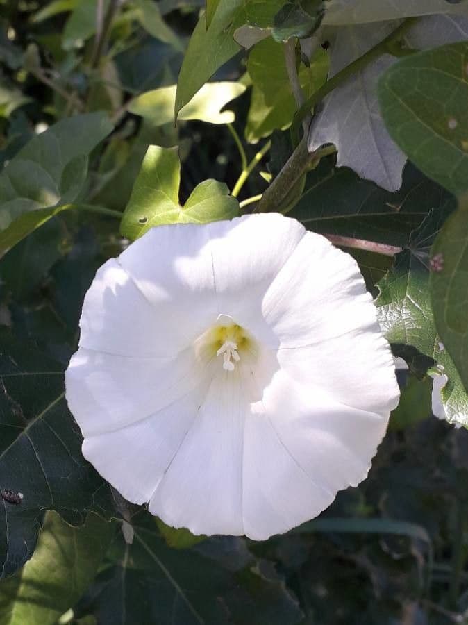 Calystegia sepium