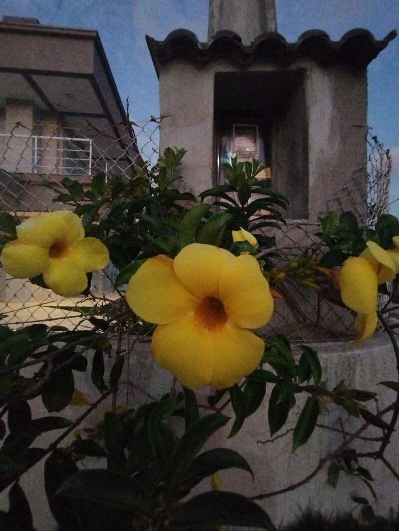 Allamanda cathartica