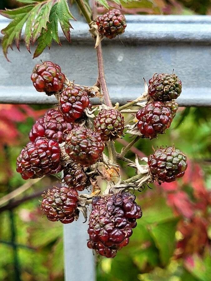 Rubus laciniatus