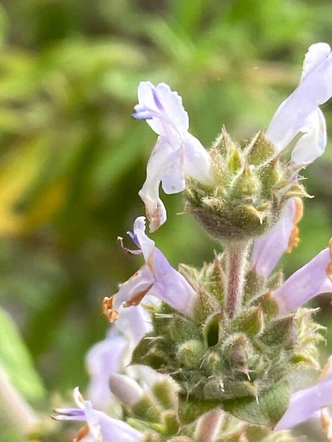 Salvia mellifera