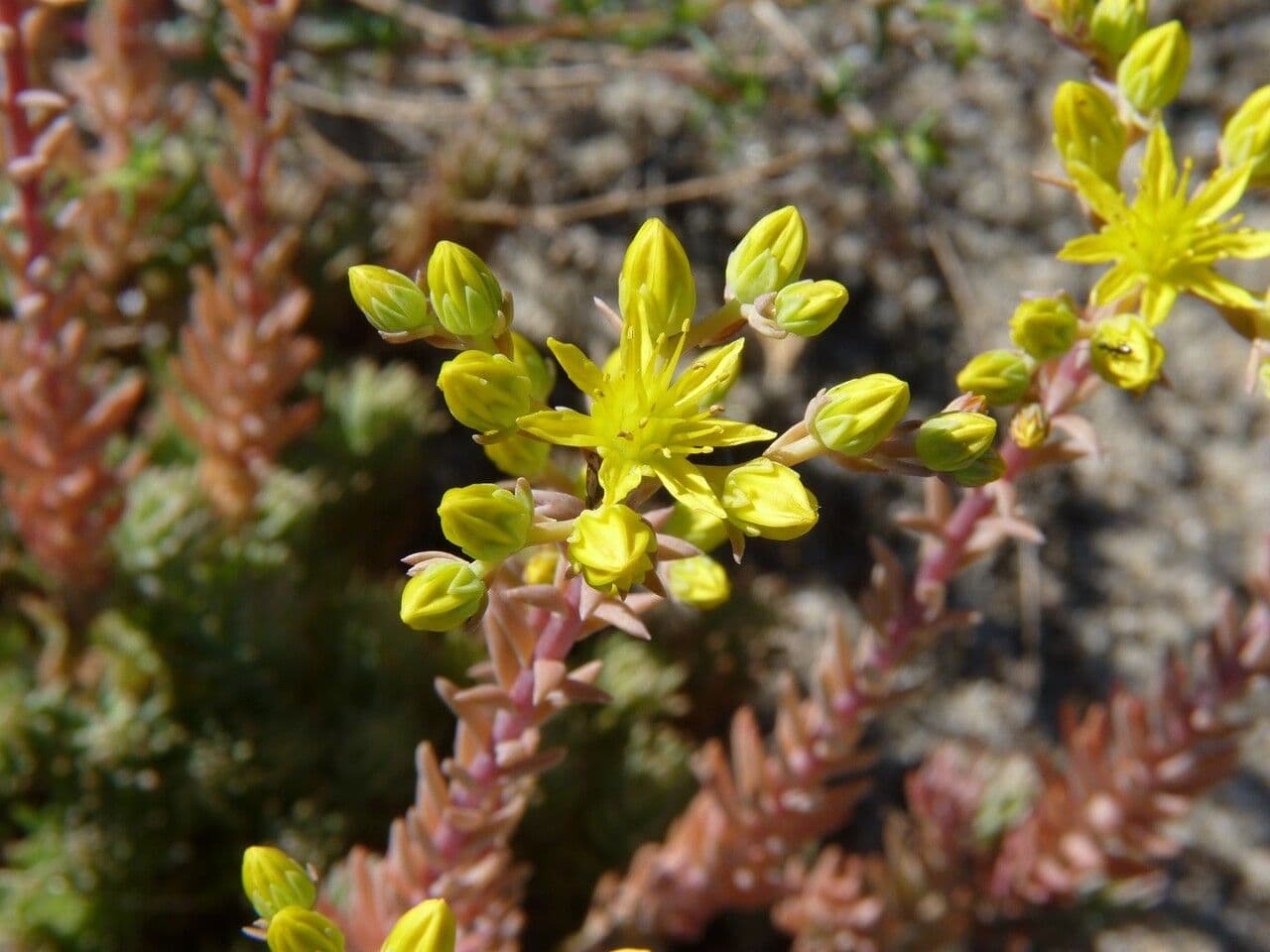 Petrosedum rupestre