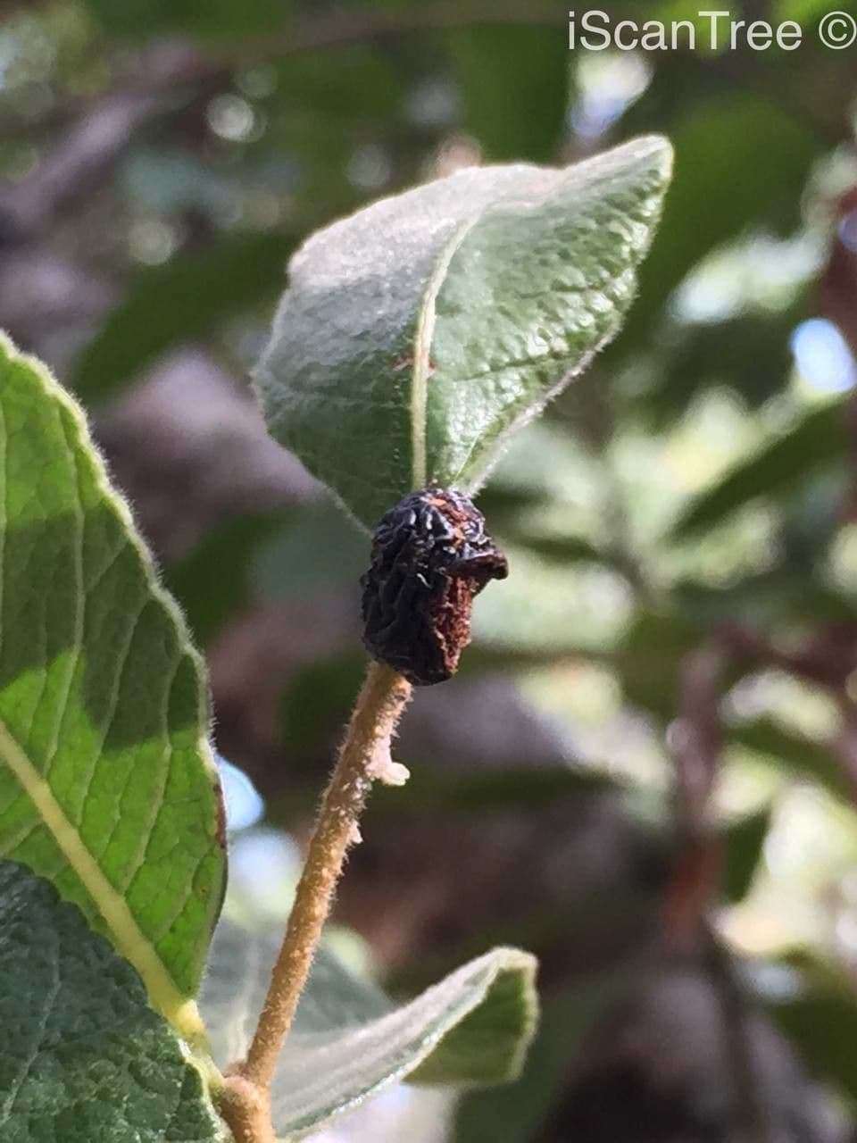 Ozoroa sphaerocarpa