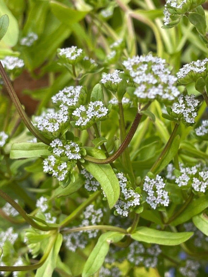 Valeriana locusta