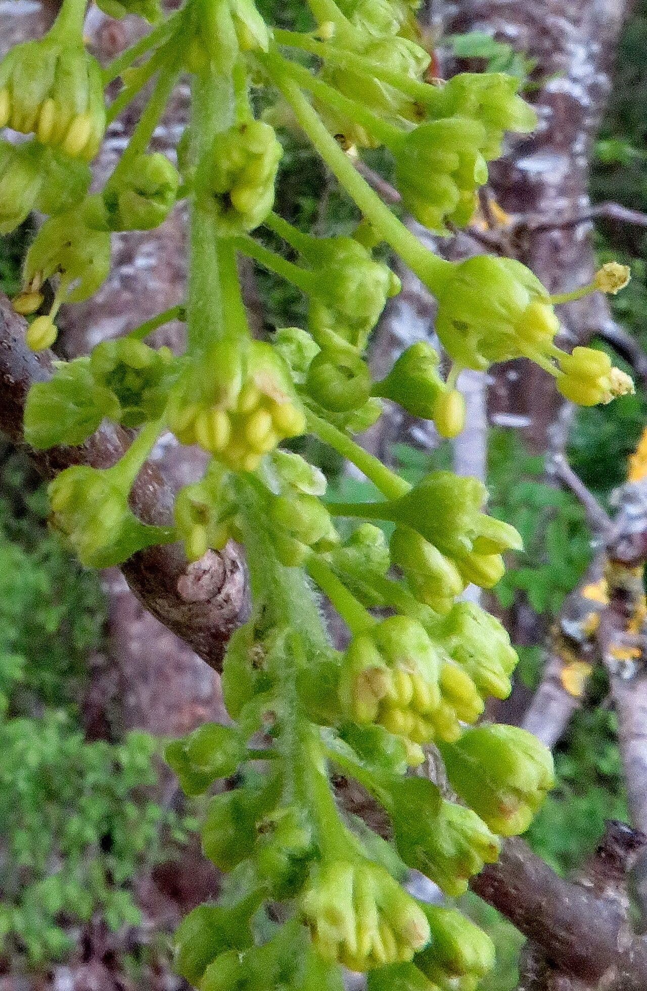 Acer pseudoplatanus