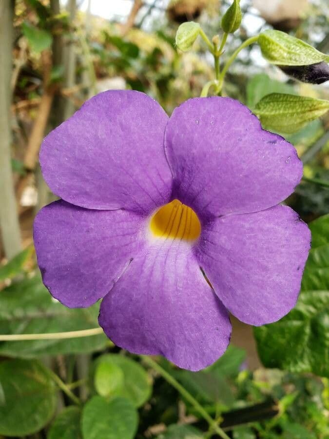 Thunbergia erecta