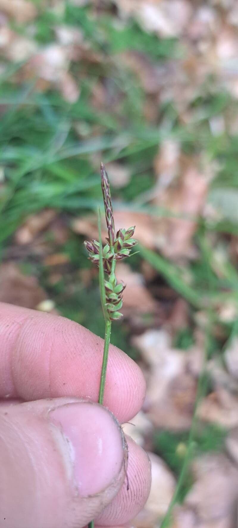 Carex pilulifera