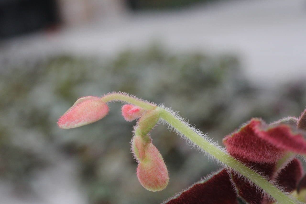 Begonia listada