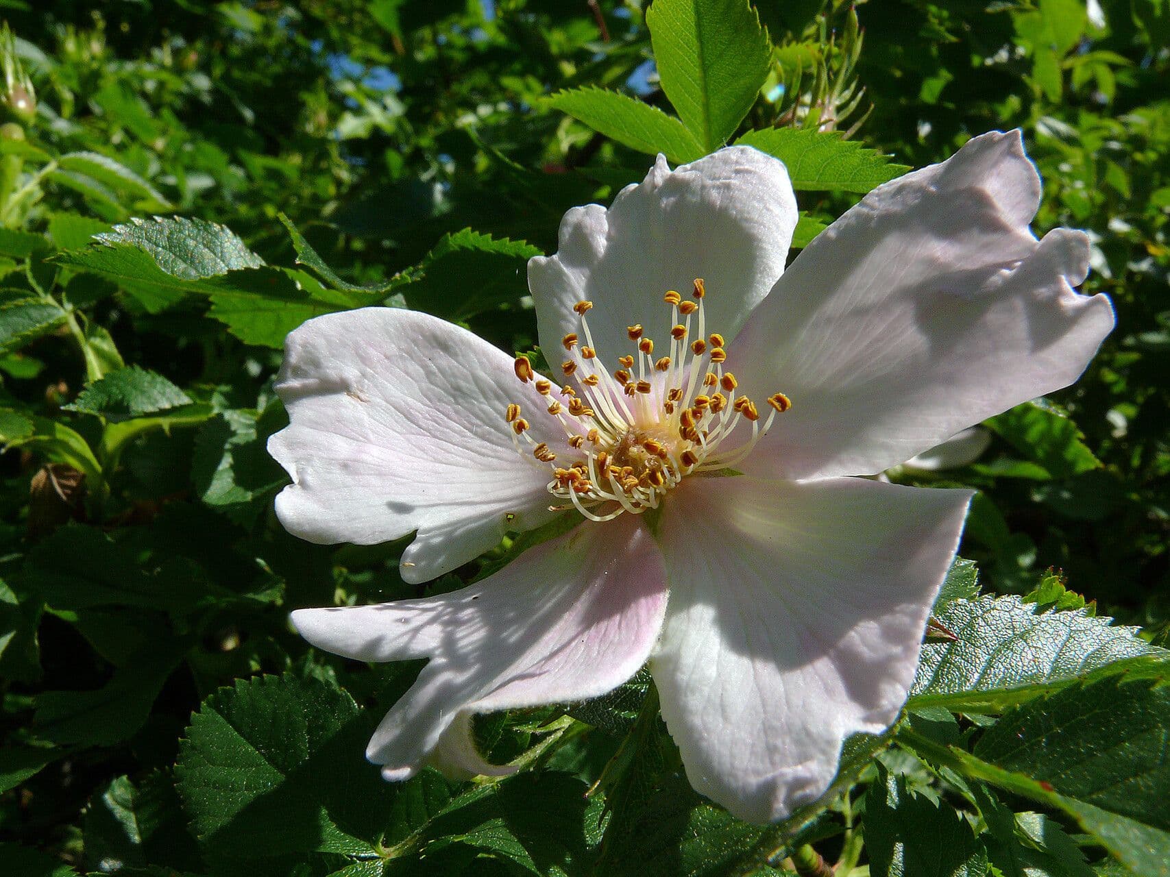 Rosa micrantha