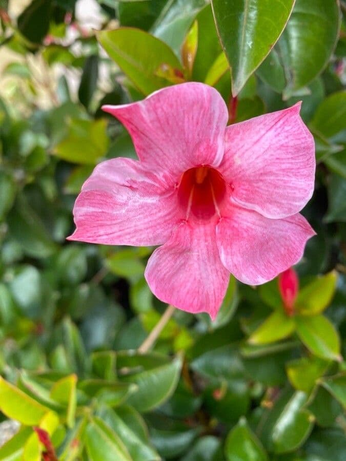 Mandevilla laxa