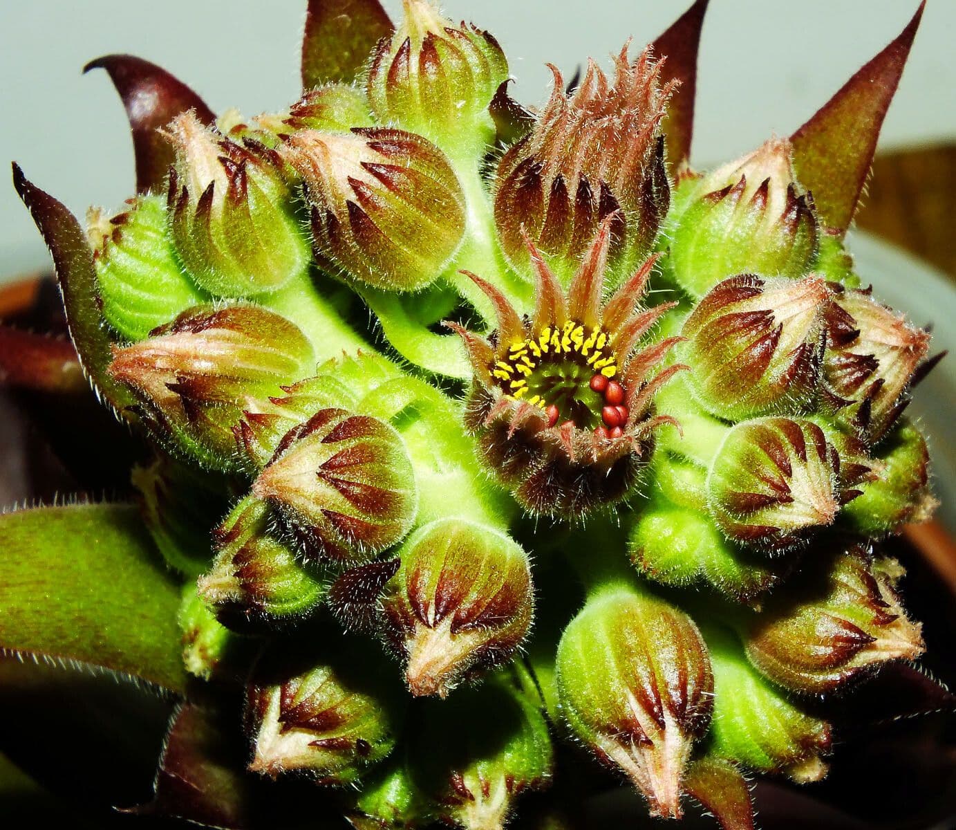 Sempervivum montanum