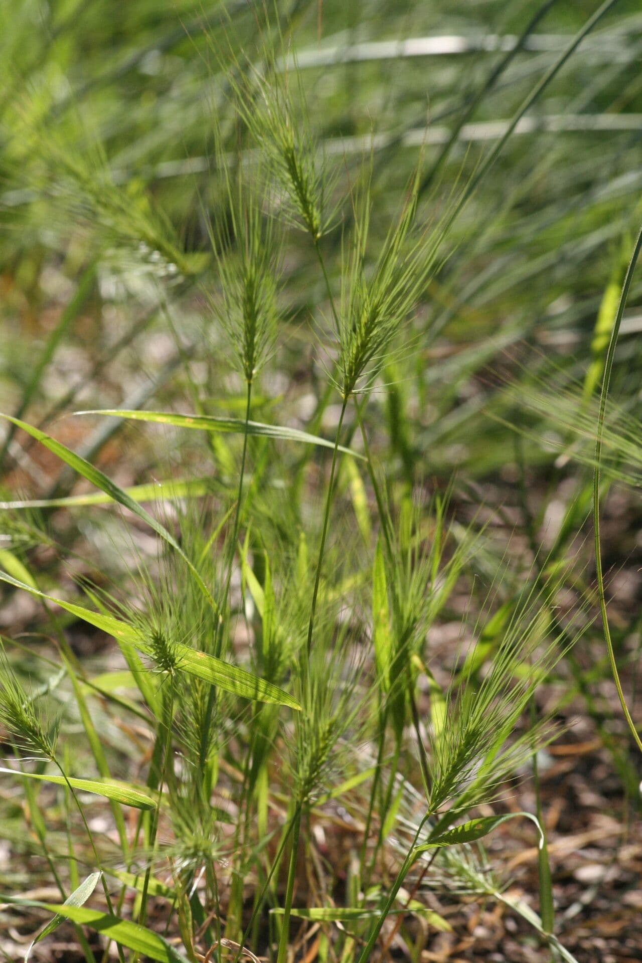 Taeniatherum caput-medusae