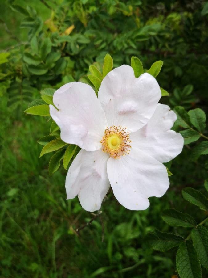 Rosa roxburghii