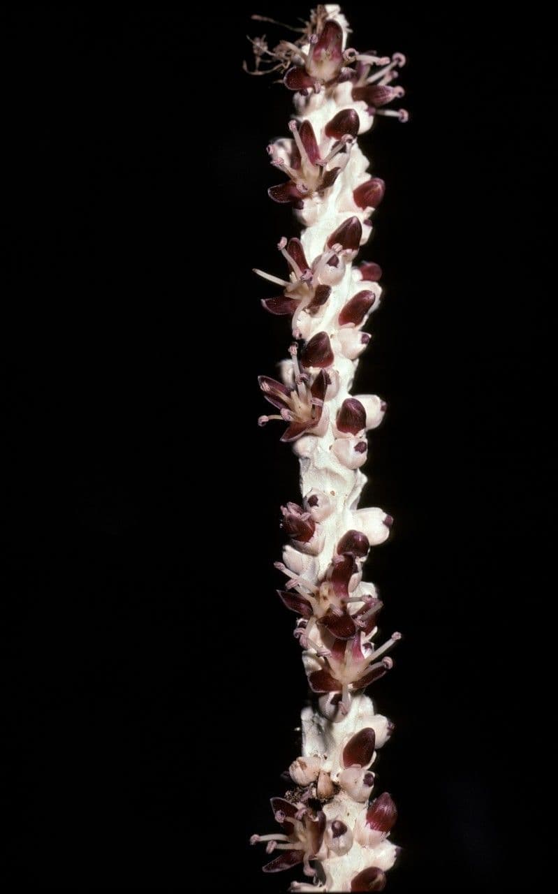 Euterpe oleracea