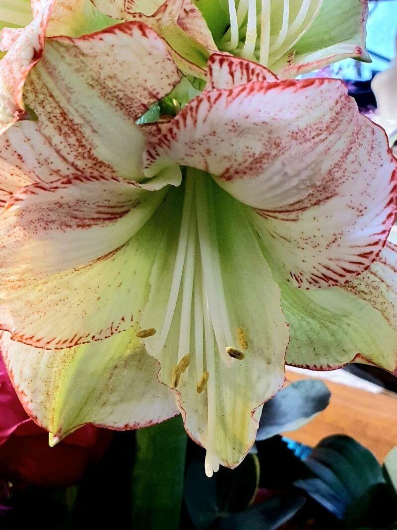 Hippeastrum correiense