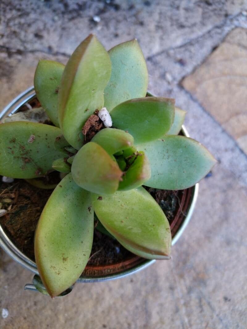 Sedum adolphii