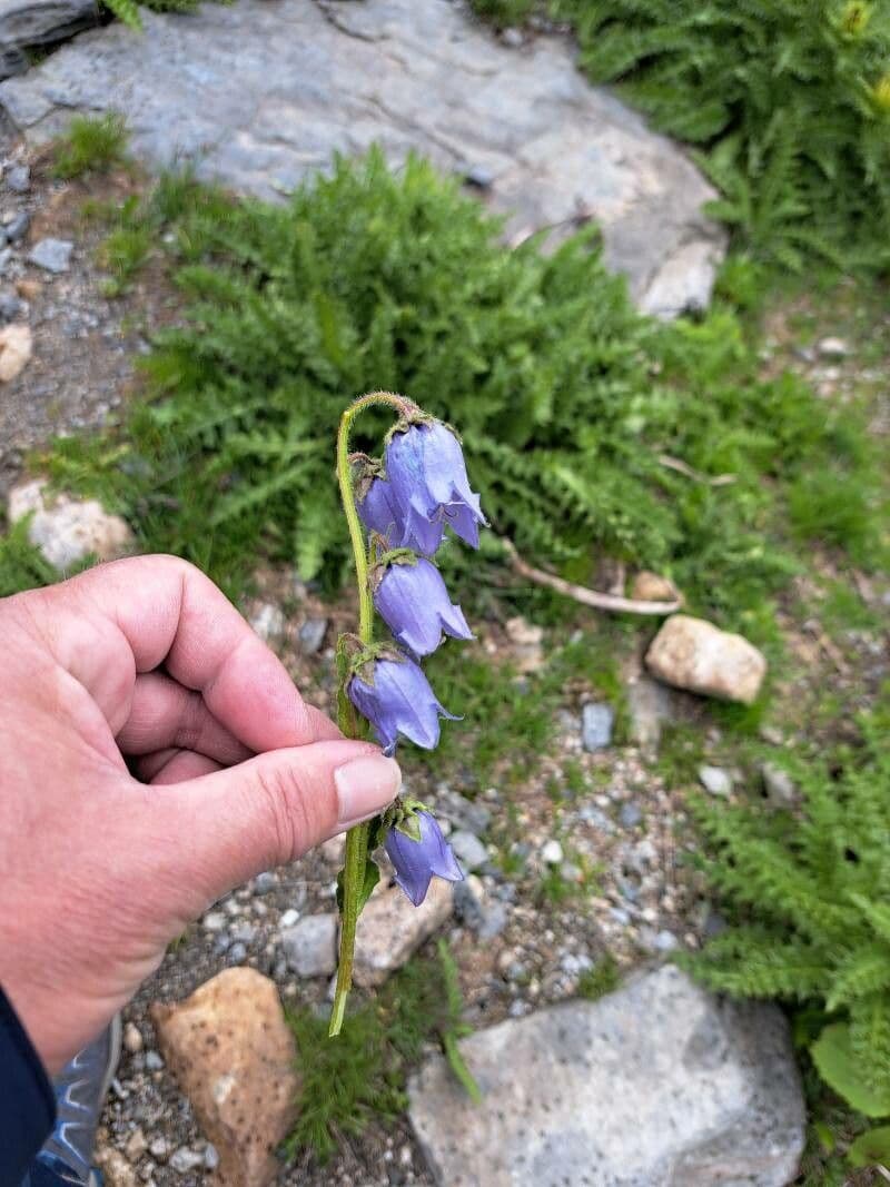 Campanula barbata