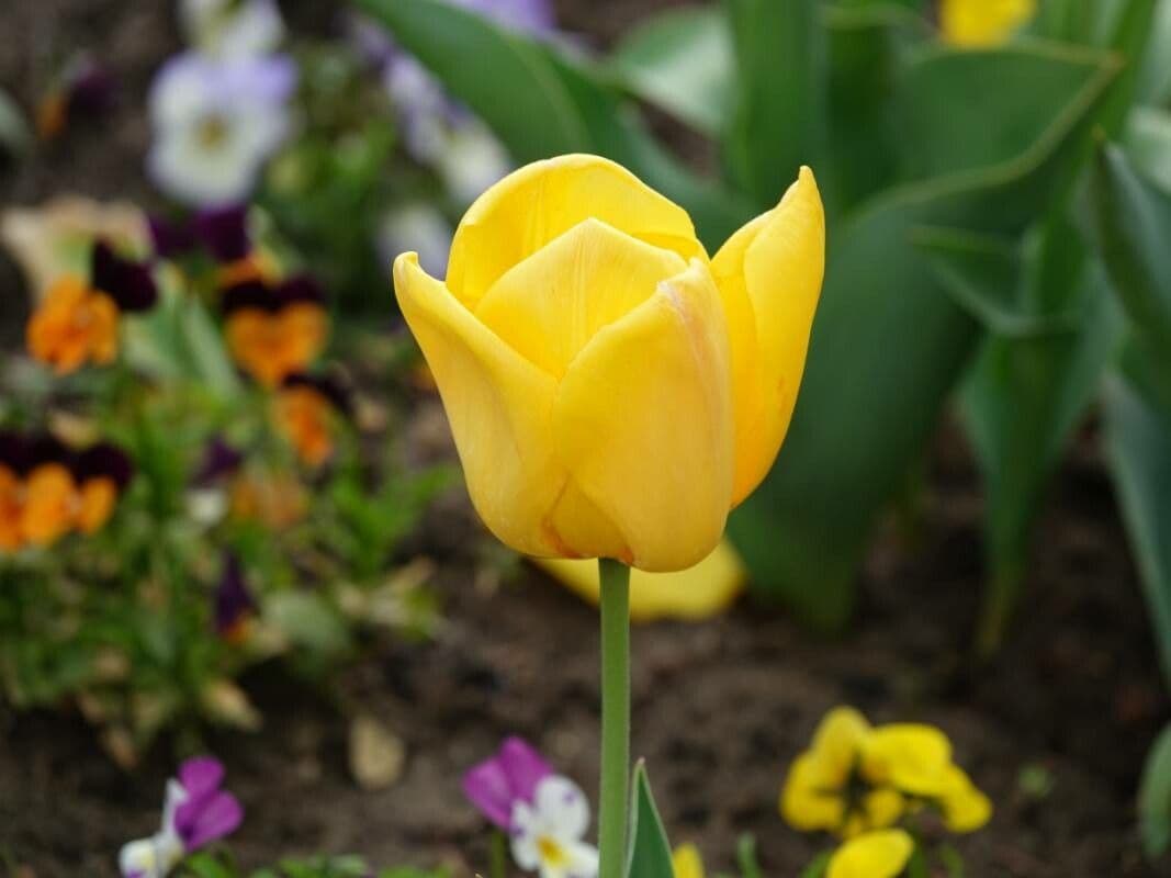 Tulipa gesneriana