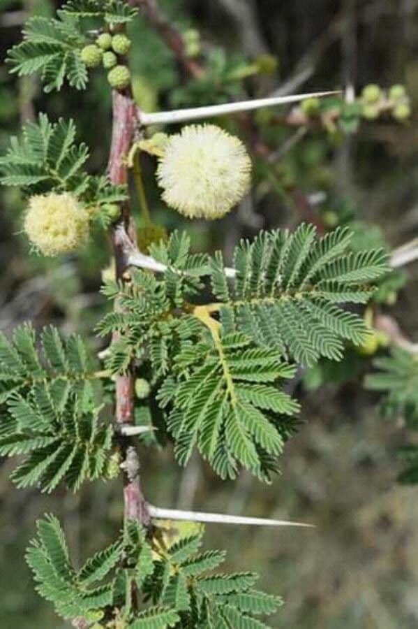 Vachellia gerrardii