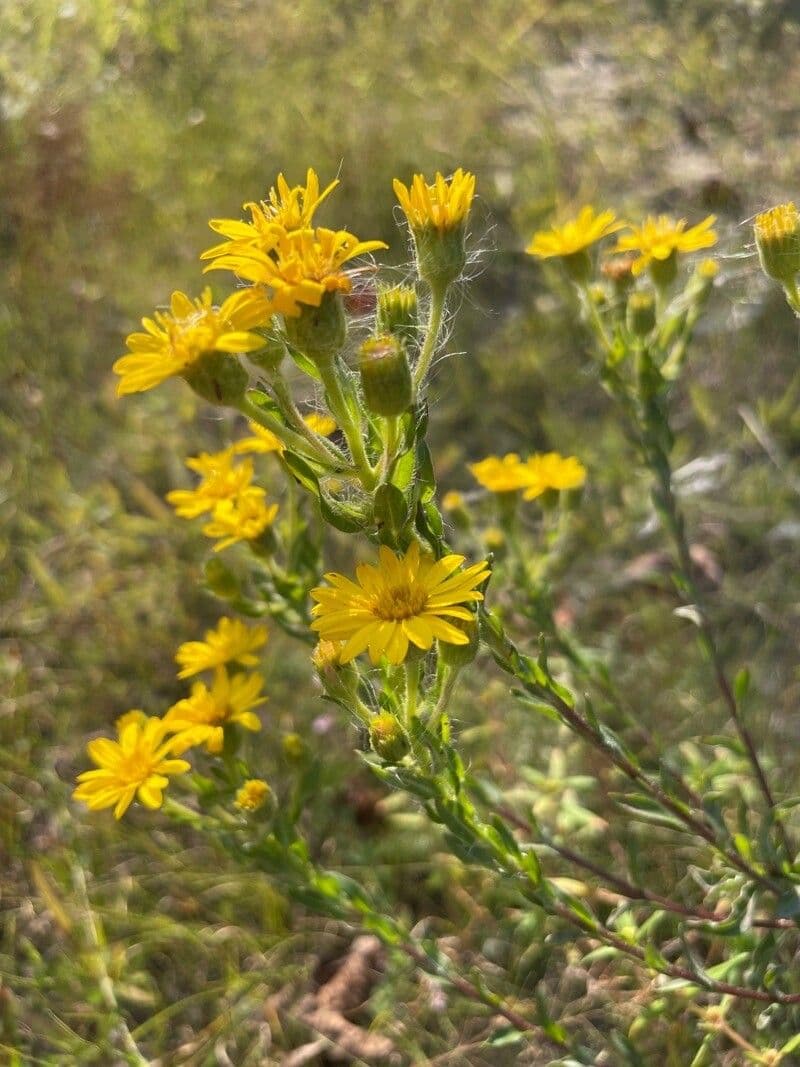 Chrysopsis mariana