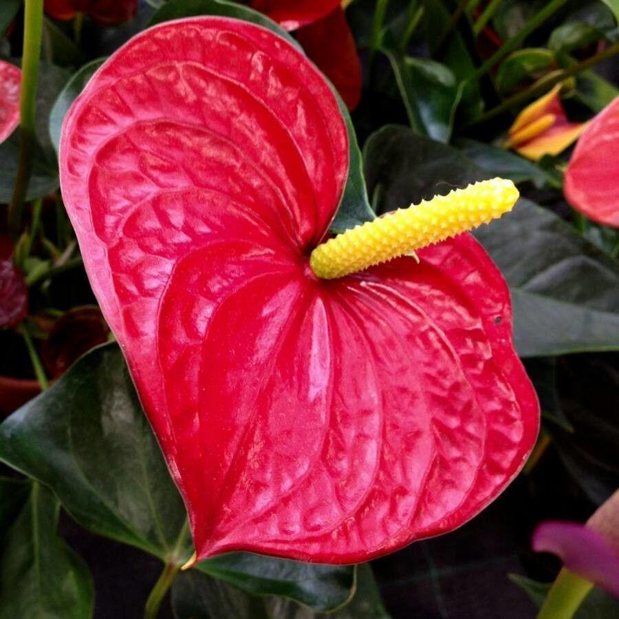 Anthurium andraeanum