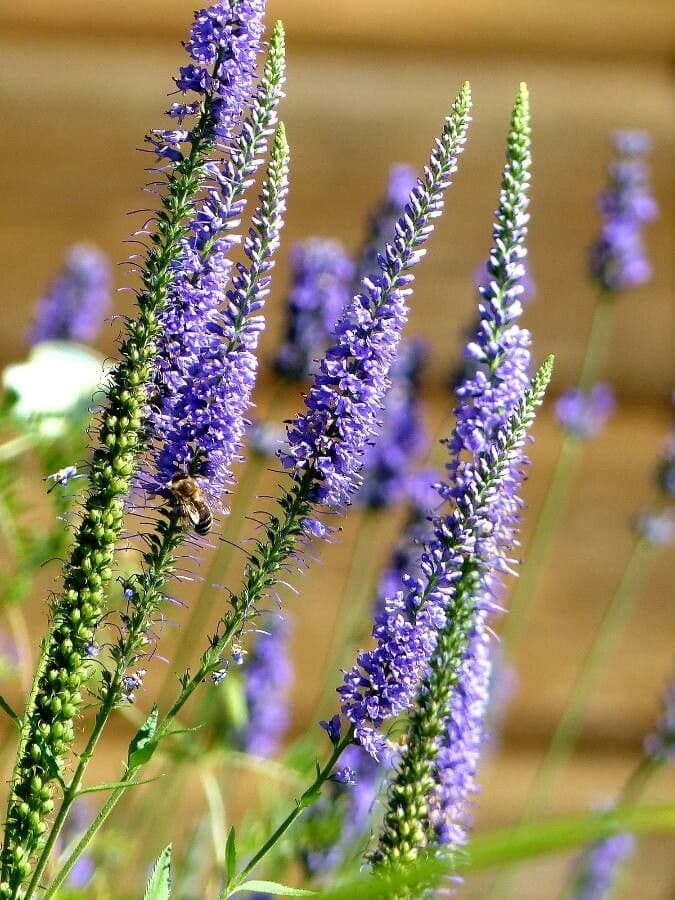 Veronica spicata