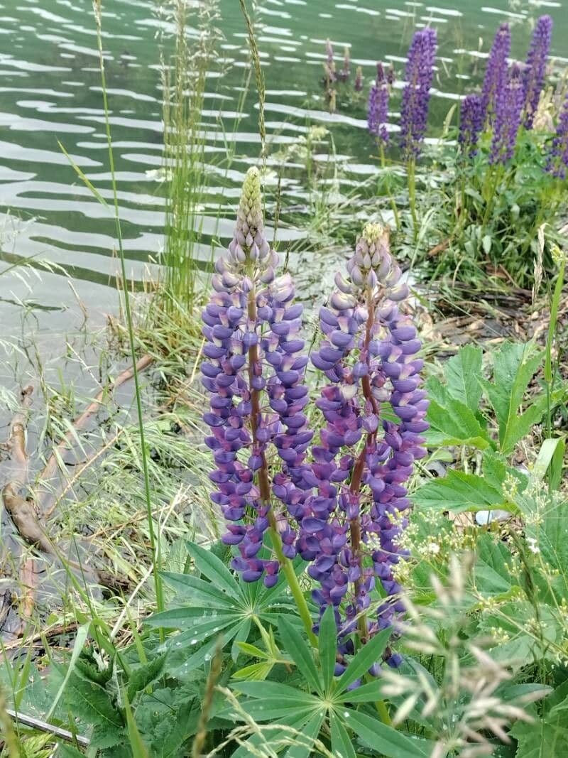 Lupinus perennis