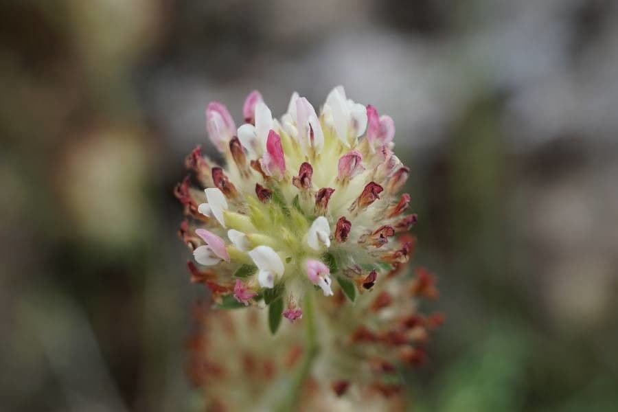 Trifolium striatum