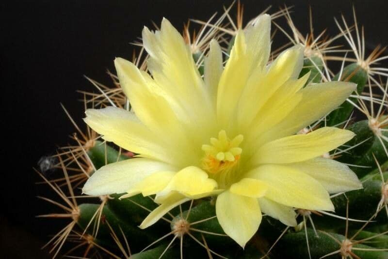 Mammillaria longimamma