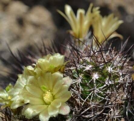 Echinocereus viridiflorus Caprock form 4900ft | ETHICAL DESERT