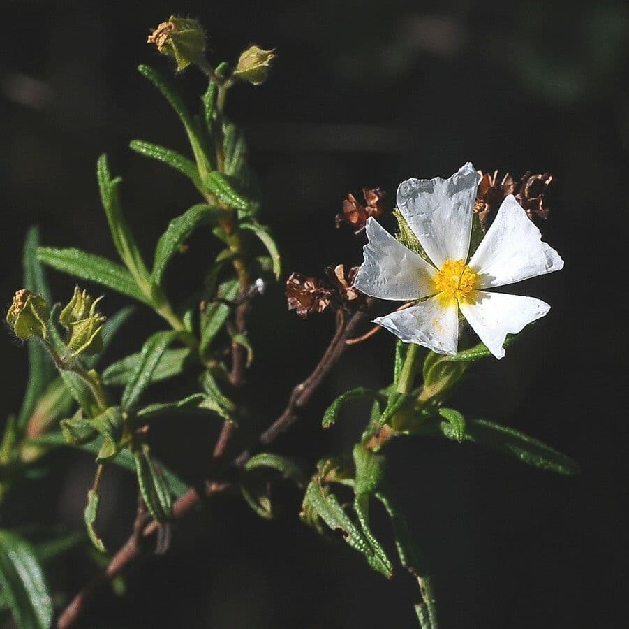 Cistus monspeliensis