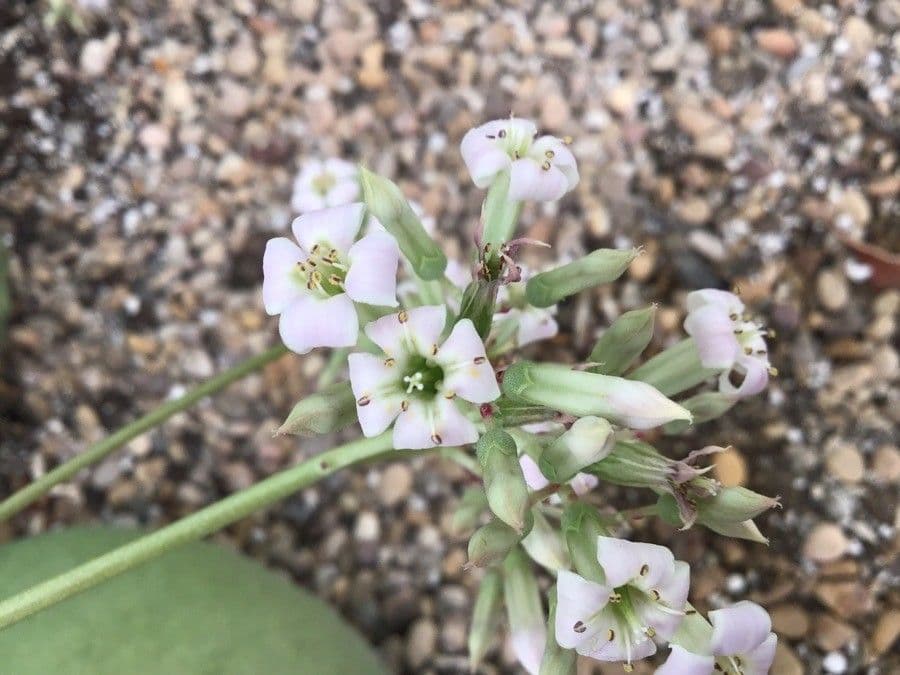 Kalanchoe synsepala