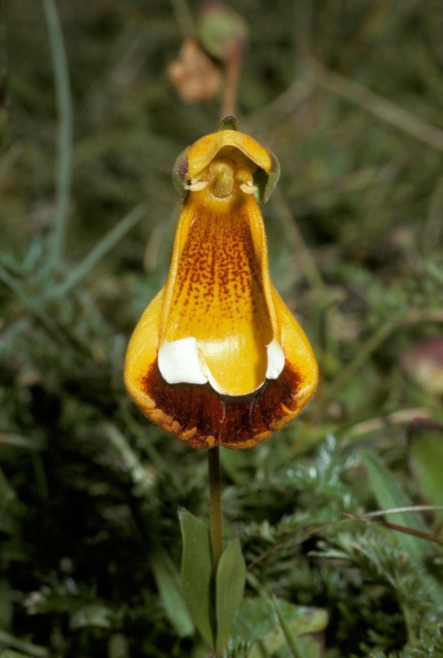Calceolaria uniflora