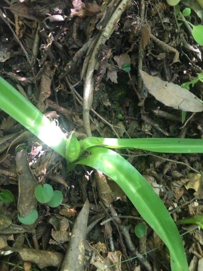 Colchicum umbrosum