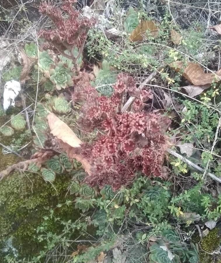 Sempervivum tectorum