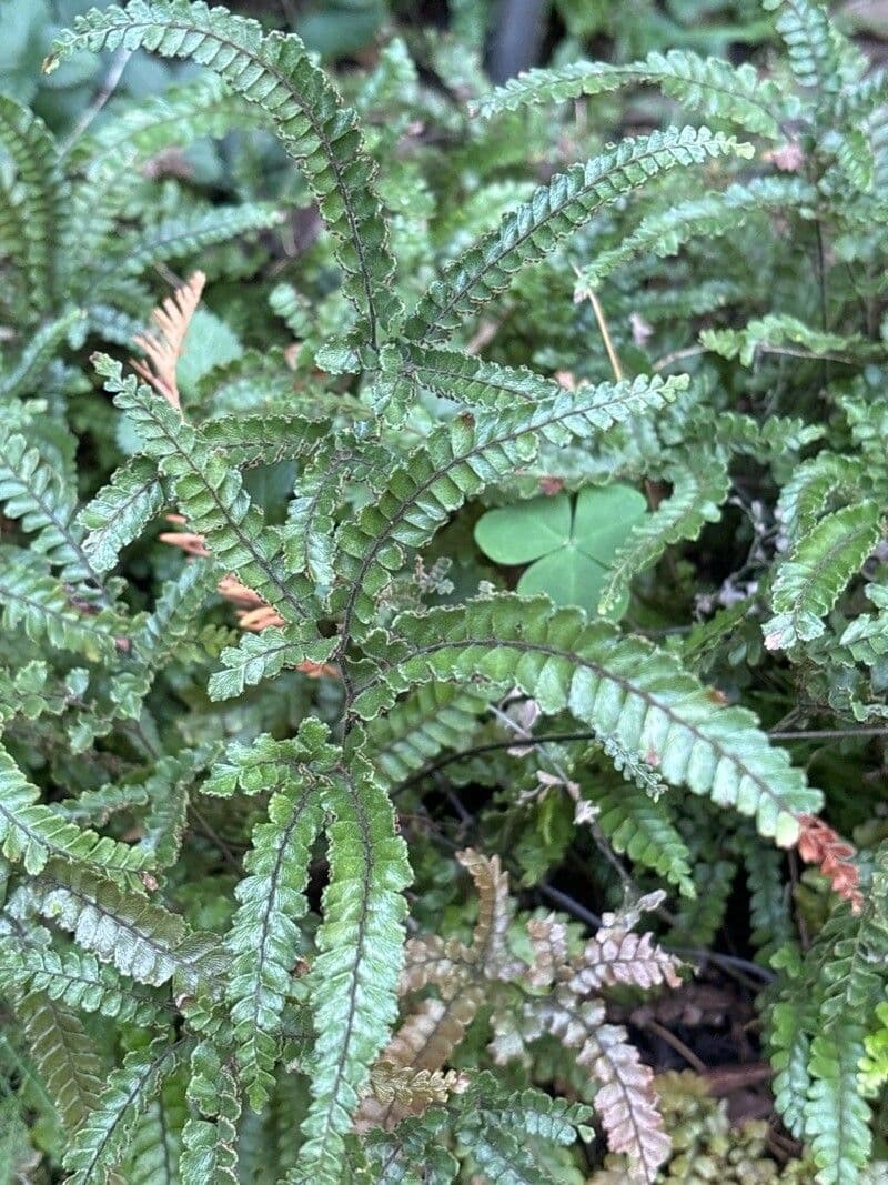 Adiantum hispidulum