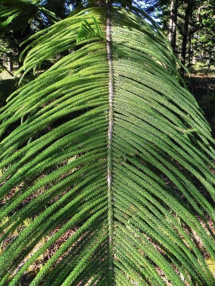 Araucaria bernieri