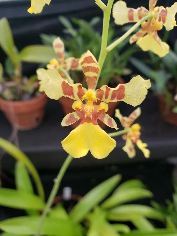 Oncidium baueri