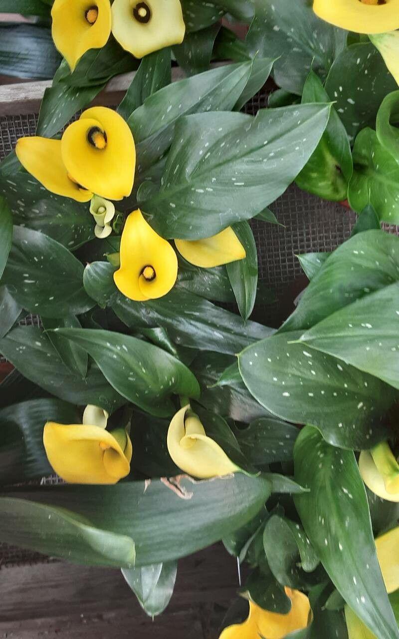 Zantedeschia elliottiana