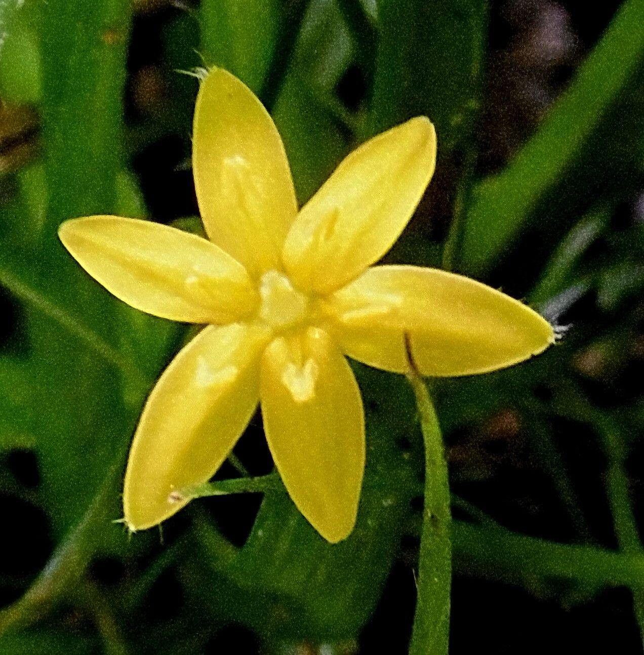 Zephyranthes citrina